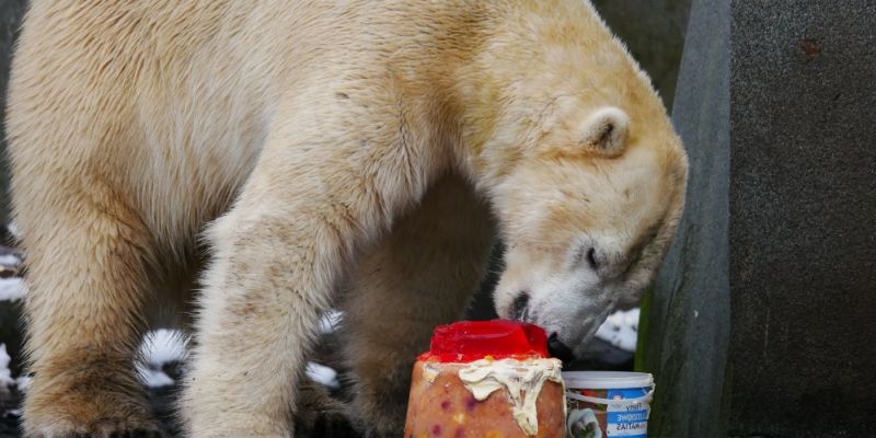 Niedźwiedzie polarne z warszawskiego ZOO będą świętowały ósme urodziny!
