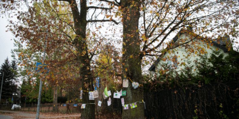 Warszawskie dęby w finale konkursu na Drzewo Roku