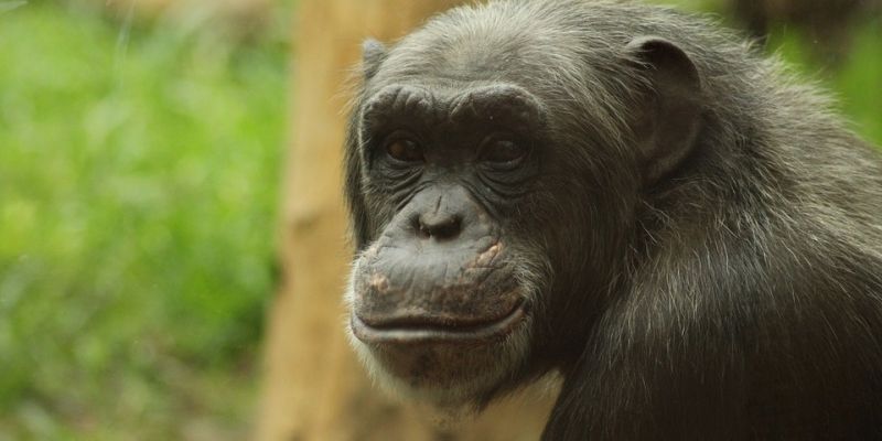 Lunch z szympansami
