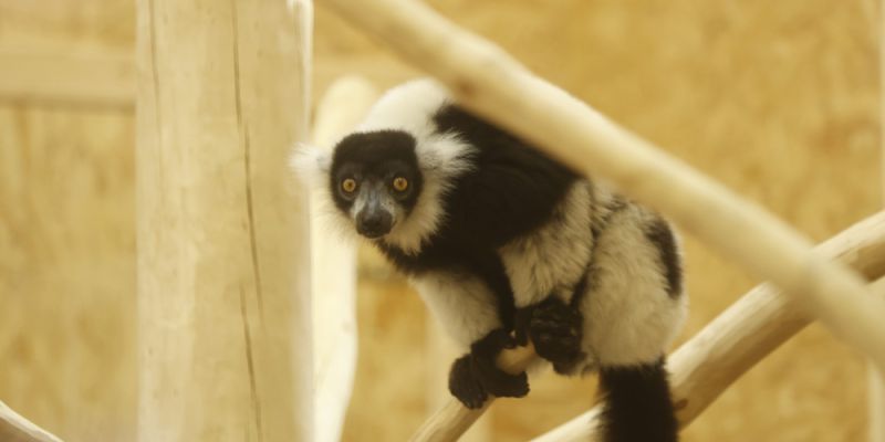 Lemury  wari czarno-białe zawitały do gdańskiego ZOO