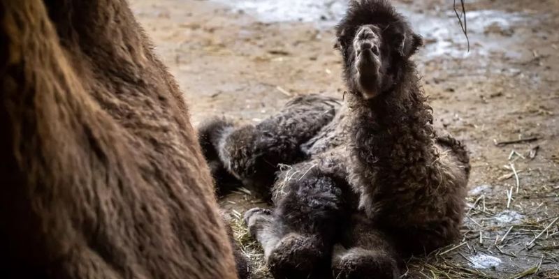 Zoo rozstrzygnęło konkurs na imię dla małej wielbłądzicy
