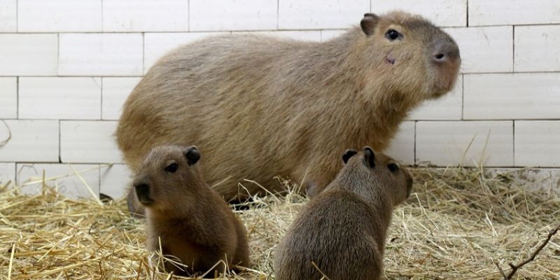 Nazwij zimową niespodziankę w gdańskim zoo
