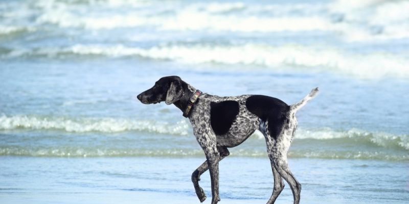 Psie plaże od jutra rozpoczynają sezon