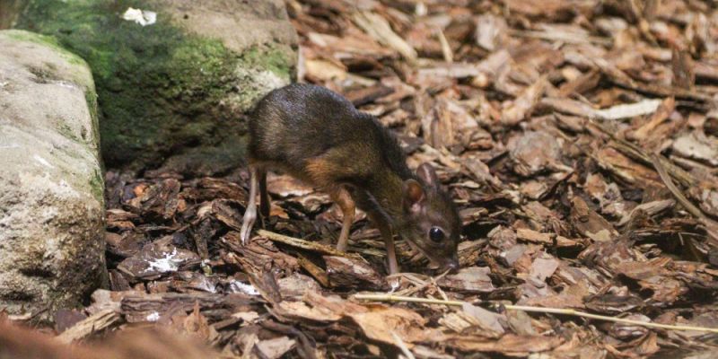 Nowy mieszkaniec Warszawskiego ZOO - na świat przyszedł kanczyl jawajski