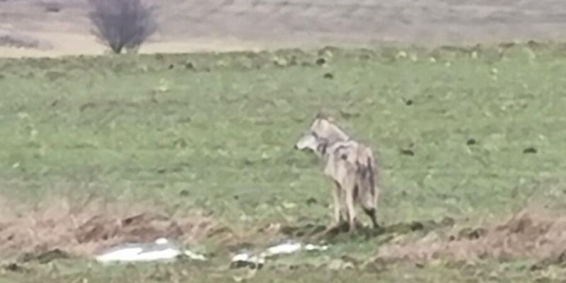 Wilk podszedł w Gdańsku blisko domów