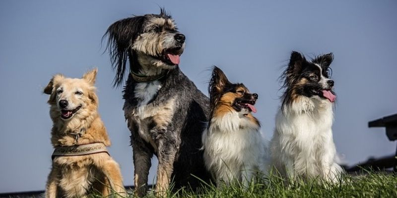 WARSZAWSKI DZIEŃ ZWIERZĄT 2018