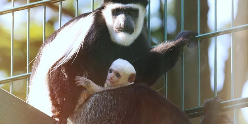 Narodziny w gdańskim zoo - gereza abisyńska - małpa, która ma cztery palce