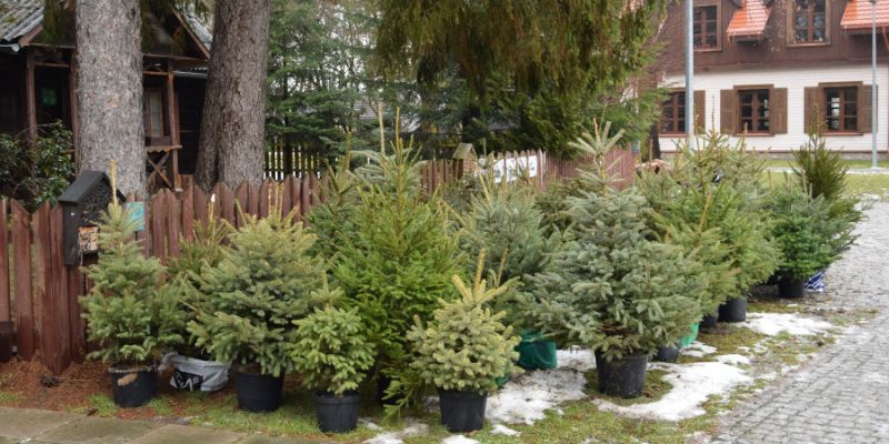 Koniec okresu świątecznego. Sprawdź, jak legalnie i ekologicznie pozbyć się choinki