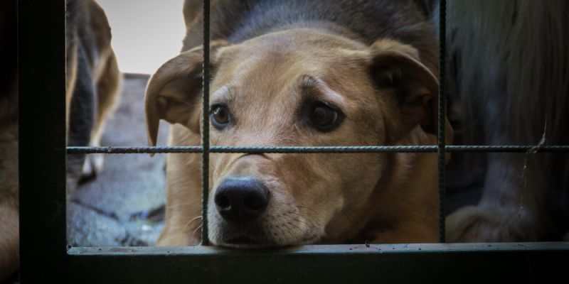 Właściciel schroniska Happy Dog w Sobolewie  z wyrokiem