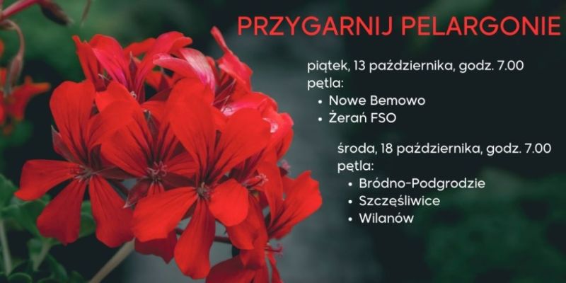 Pelargonie do adopcji