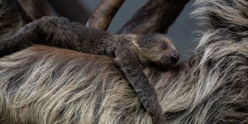 Narodziny leniuchowca dwupalczastego