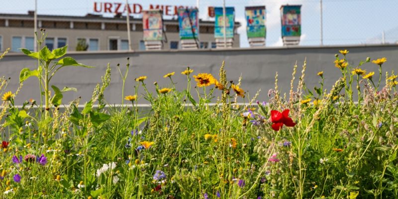 Czekają nagrody za zdjęcia miejskiej łąki