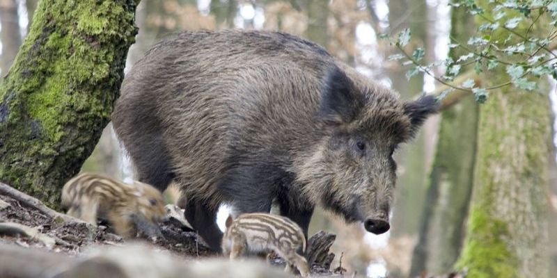 Dziki w mieście – zalecenia dla mieszkańców