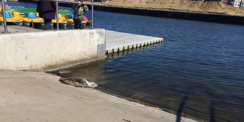 Młoda foka przypłynęła do gdańskiej mariny. Zwierzę pojawiło się w przystani Żabi Kruk