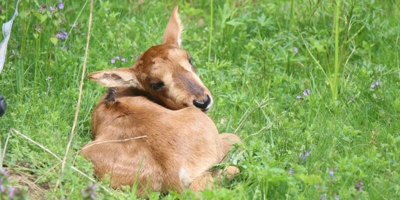 W ZOO Gdańsk znów radość! Pierwsze narodziny wyjątkowego gatunku - to antylopowiec szablorogi