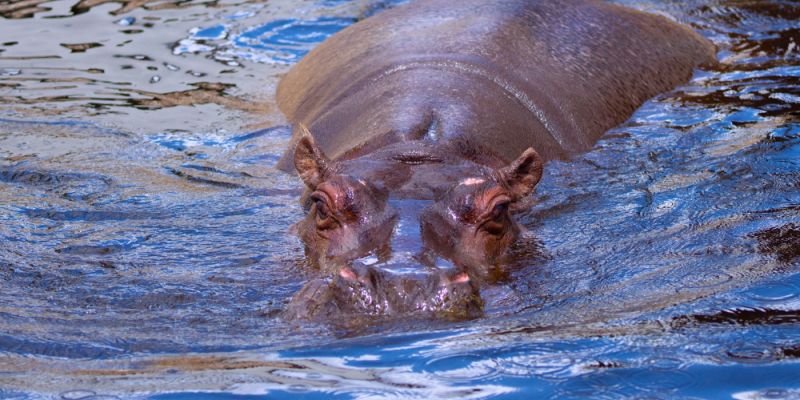 Odeszła Pelagia, najstarszy hipopotam nilowy w Polsce
