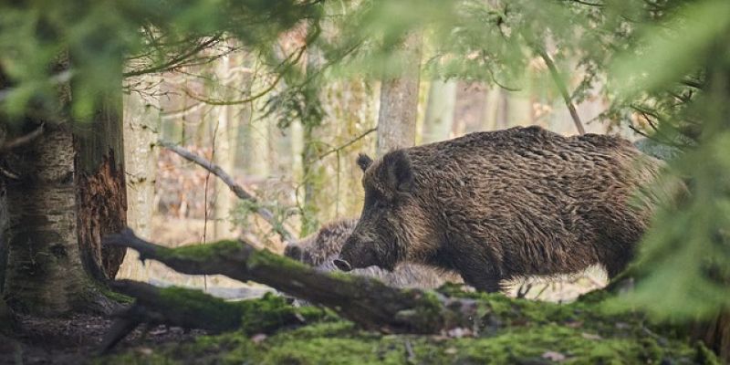 Chcą odławiać dziki w miastach