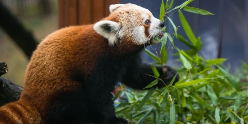 Wsparcie dla mieszkańców zoo mile widziane