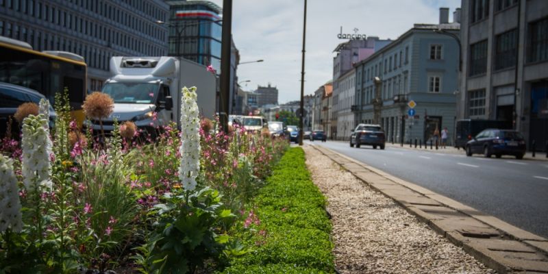 200 tysięcy kolorowych kwiatów ozdobiło Warszawę