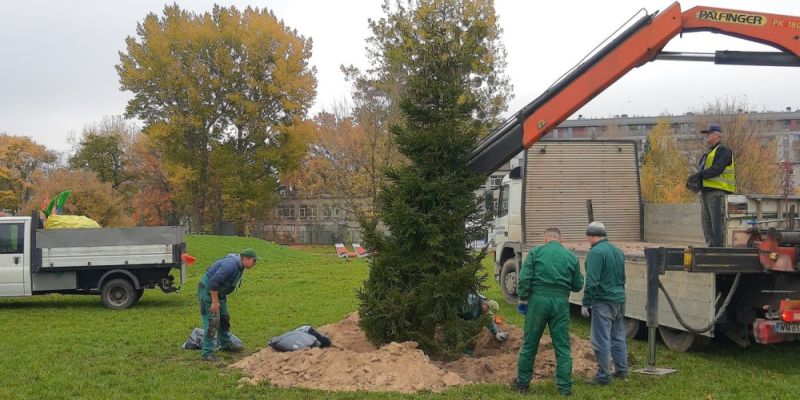 Park Pięciu Sióstr ma dorodną choinkę