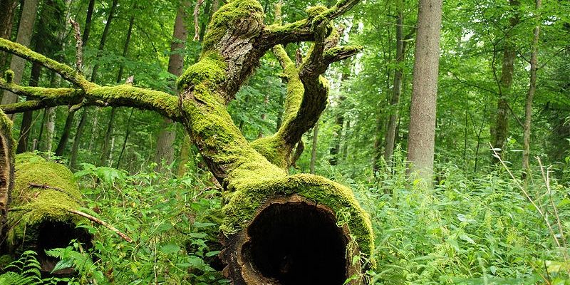 Białołęka dla Białowieży