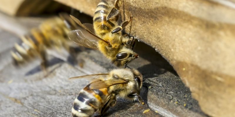 Pracowite żoliborskie pszczółki