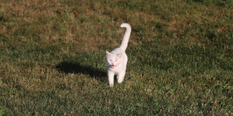 Zbiórka dla podopiecznych Schroniska Na Paluchu