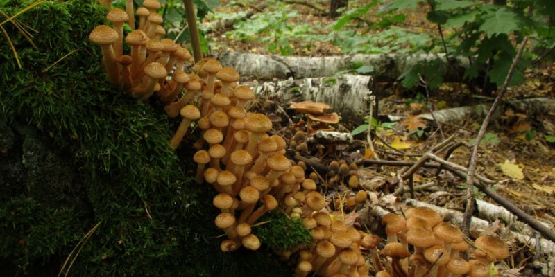 Grzyby na tropie zbrodni. Niezwykły wykład w warszawskim lesie