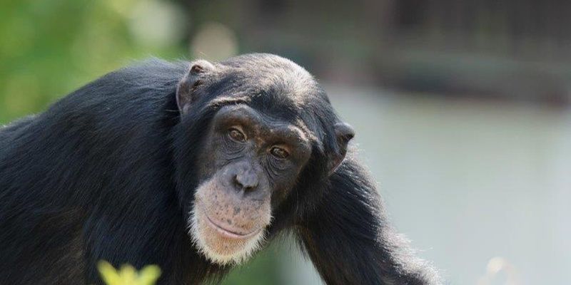 Rozpoczął się  5. Tydzień Misji Ogrodów Zoologicznych i Akwariów