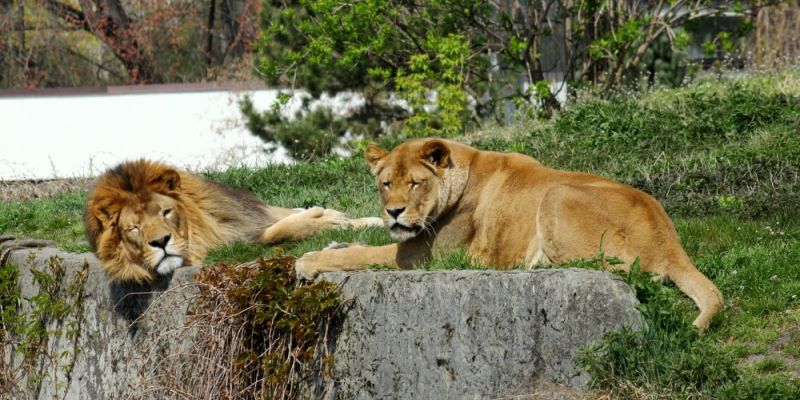 Warszawskie ZOO znów otwarte