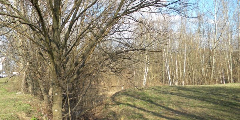 Będzie park przy Botewa