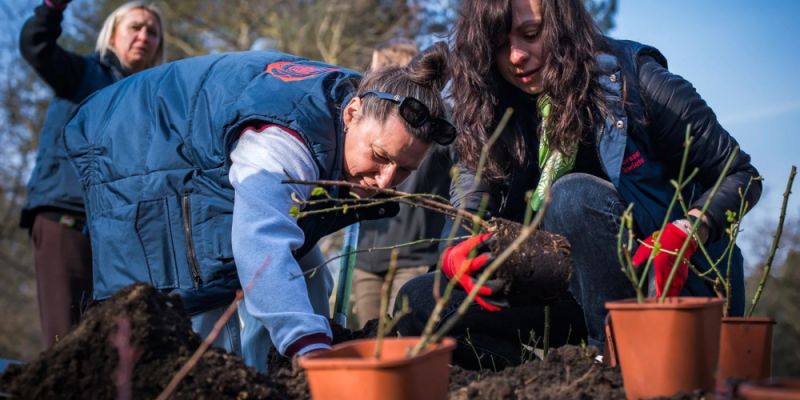 Nowe pole różane na Polu Mokotowskim. To już trzecia taka przestrzeń w parku