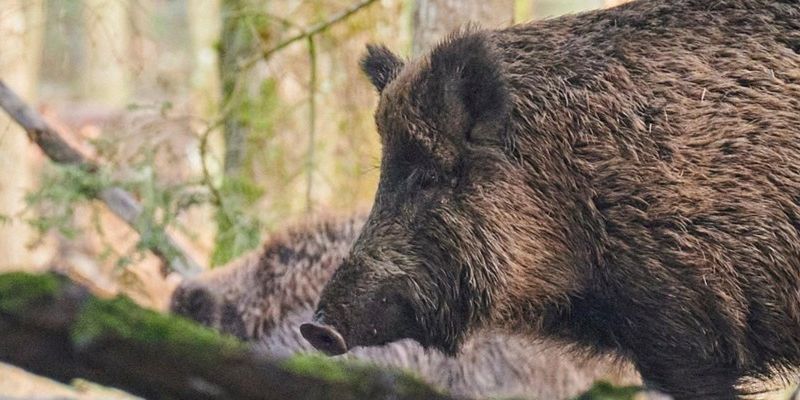 Warszawa powołała zespół ds. dzikich zwierząt. Chodzi m.in. o dziki w mieście