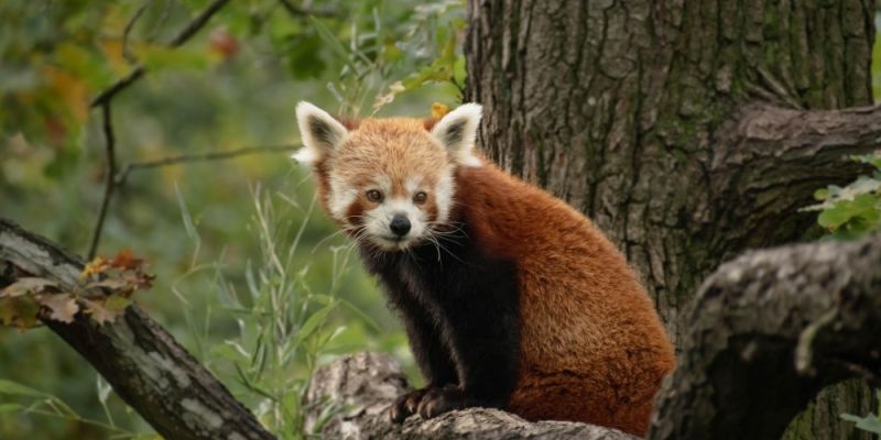 Rok 2025 był pełen sukcesów hodowlanych w Warszawskim ZOO