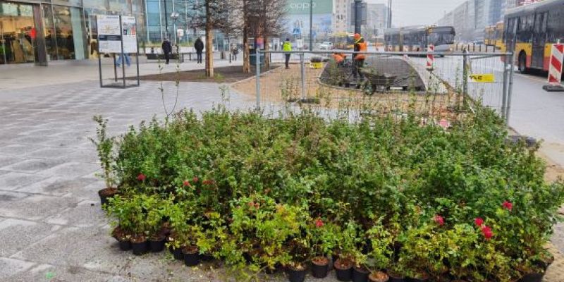 Nowe Centrum Warszawy – pierwsze nasadzenia na rondzie Dmowskiego