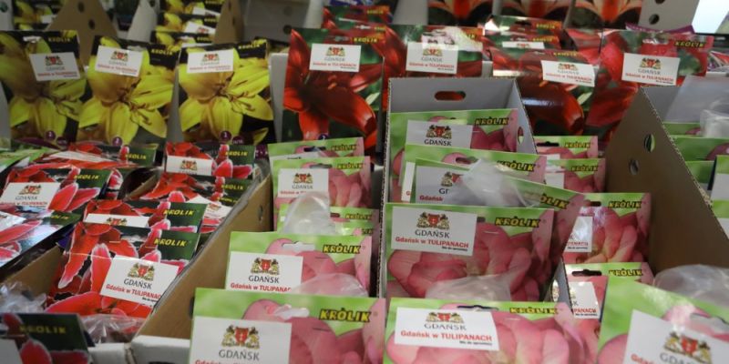 Mieszkańcy Gdańska po raz kolejny będą mogli wziąć udział w akcji rozdawania cebulek kwiatowych.