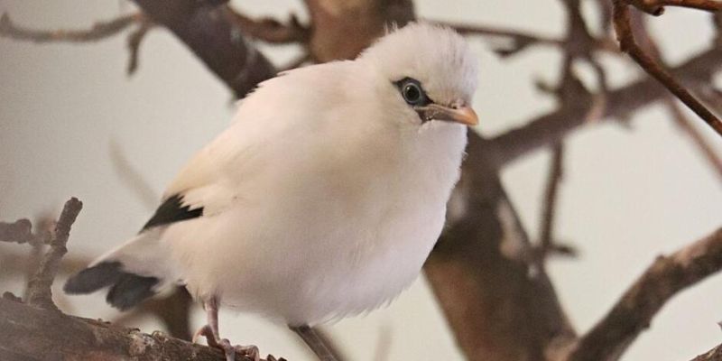 Bardzo rzadkie szpaki balijskie urodziły się w gdańskim ZOO