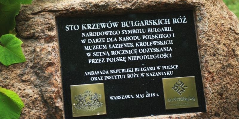 Róże na 100-lecie odzyskania niepodległości