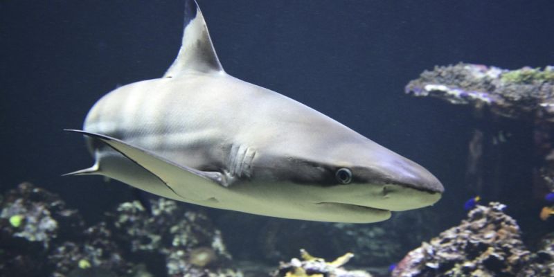 Do aquaparku w Redzie powróciły rekiny