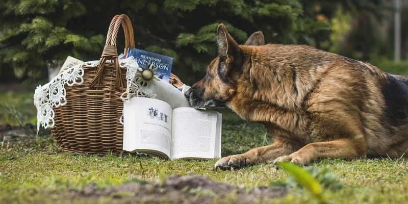 Już dziś Kulturalny Piknik Sąsiedzki na Przymorzu