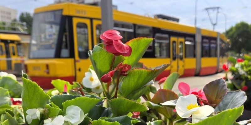 Letnie kwiaty na warszawskich pętlach. ZOM posadził ponad 11 tysięcy roślin