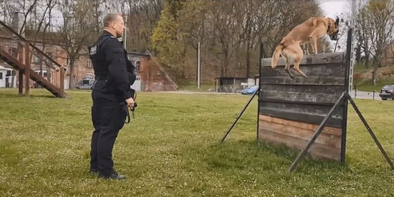 Szukają zaginionych osób, narkotyków oraz ładunków wybuchowych