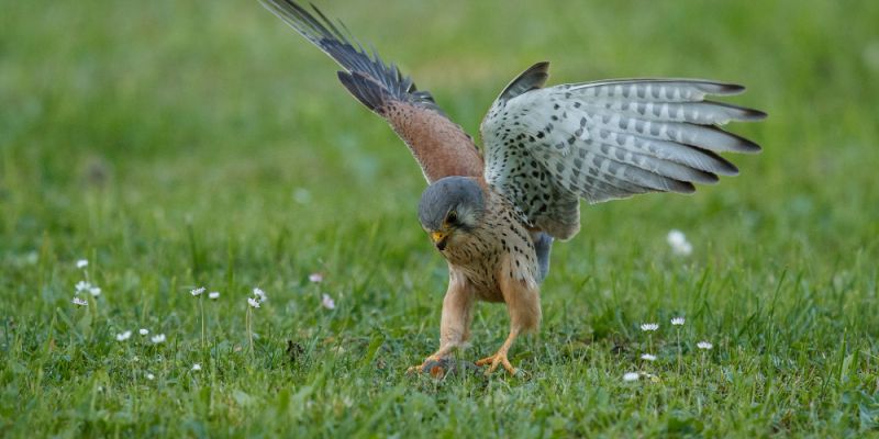 Drapieżny ptak pomoże pozbyć się mew ze Stegien