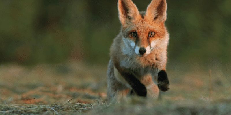 Jesienne szczepienie lisów przeciw wściekliźnie