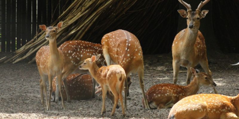 Nowi mieszkańcy w Warszawskim ZOO