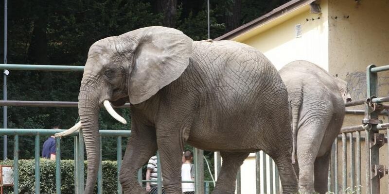 Nowy rok szkolny. Oliwskie ZOO ma ofertę dla nauczycieli i uczniów