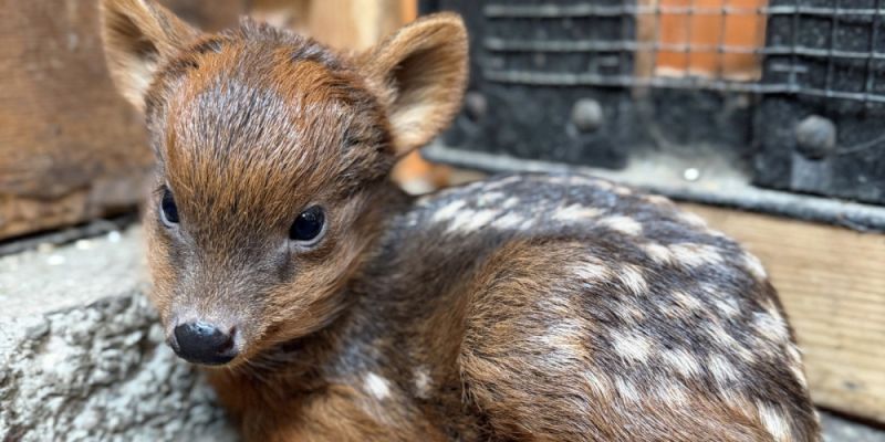 W warszawskim ZOO urodziła się samiczka pudu południowego