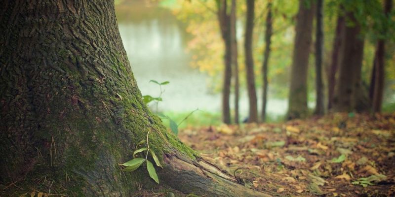 Wyciął kilkaset drzew, bo sprzątał po jednostce wojskowej