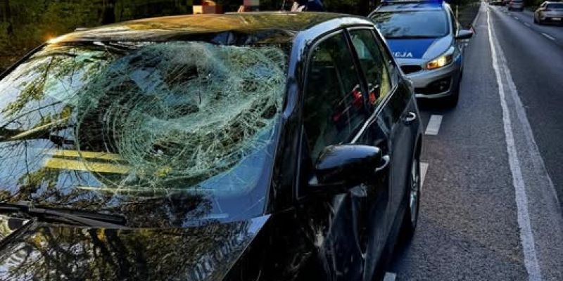 Kolizja z łosiem pod Piasecznem. Policja apeluje o ostrożność na drogach