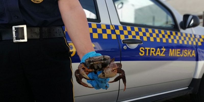 Krab tęczowy w Gdyni - zgubiony czy porzucony?